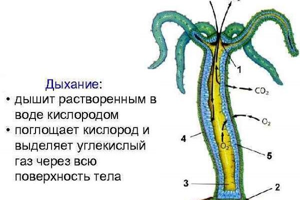 Кракен сайт 18