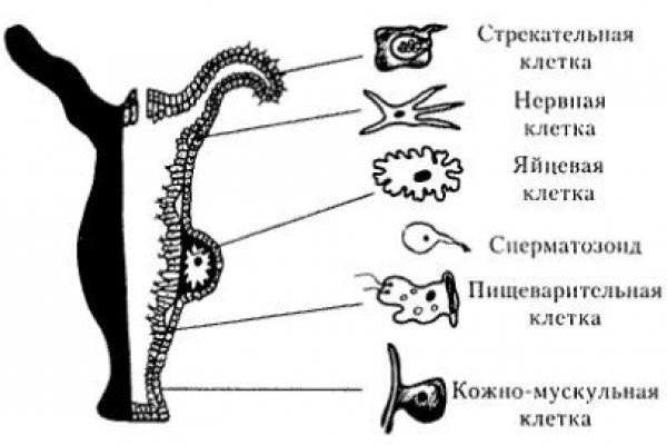 Кракен площадка зеркало